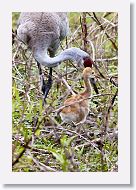 Sandhill Crane with colt