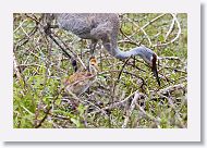 Sandhill Crane with colt