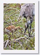 Sandhill Crane with colt