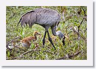 Sandhill Crane with colt
