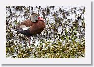 Black-bellied Whistling Duck