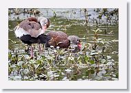 Black-bellied Whistling Ducks