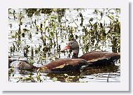 Black-bellied Whistling Ducks