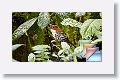 morningHike * (94 Slides)