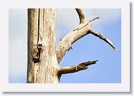 A family of Bluebirds were nesting in the tree next to our campsite.