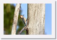 In the same tree, a pair of Red-bellied woodpeckers were nesting just 2 holes down.