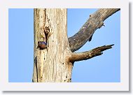 The male Bluebird has more intense colors.