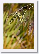 A Yellow Warbler stopped by our campsite too.