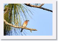 Female Bluebird.