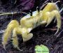 crab