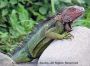iguana