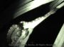 ir-snake