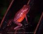 redpoisondart