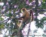 spidermonkey