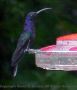 hummer3