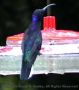 hummer4
