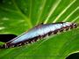 morpho1