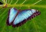 morpho2jpg