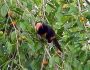 aracari