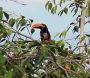 aracari2