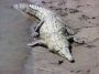 croc1