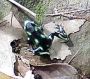 greenpoisondart2