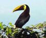 toucan1