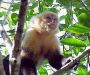 whitefaced1