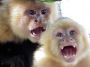 whitefaced3