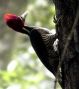 woodpecker