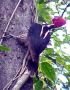 woodpecker2