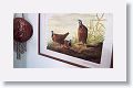 Original Audubon plate, Blue-headed Quail Dove