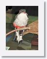 Cuban Trogon taxidermy