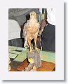Gundlach?s Hawk with Yellow-headed Warbler