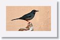 Red-legged Thrush