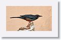 Red-legged Thrush