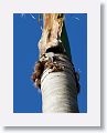 West Indian Woodpecker