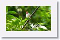 Cuban Tody