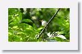Cuban Tody