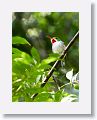 Cuban Tody