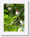 Cuban Tody