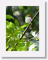 Cuban Tody