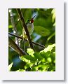 Cuban Tody