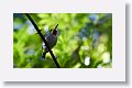 Cuban Tody