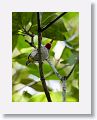 Cuban Tody