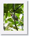 Cuban Tody