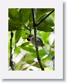 Cuban Tody