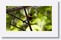 Cuban Grassquit