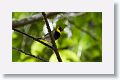 Cuban Grassquit