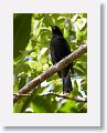 Black-cowled Oriole at Reserva de la Biosfera Sierra del Rosario-Las Terrazas